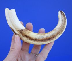 9 inches African Warthog Ivory Tusk, 3.2 ounces, <font color=red> 7-1/4 inches Solid</font> - Buy this for $44.99