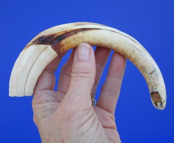 9 inches African Warthog Ivory Tusk, 3.2 ounces, <font color=red> 7-1/4 inches Solid</font> - Buy this for $44.99