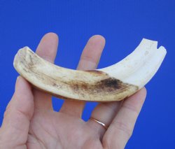 6-1/2 inches African Warthog Tusk, <font color=red>4-3/4 inches Solid </font> for $19.99