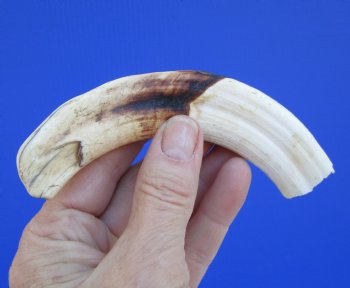 6-1/2 inches African Warthog Tusk, <font color=red>4-3/4 inches Solid </font> for $19.99