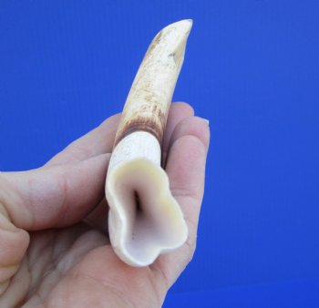 6-1/2 inches African Warthog Tusk, <font color=red>4-3/4 inches Solid </font> for $19.99