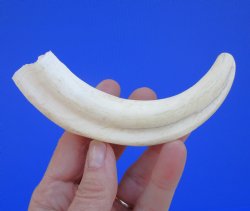 6 inches African Warthog Tusk, <font color=red> 3-3/4 inches Solid </font> for $19.99