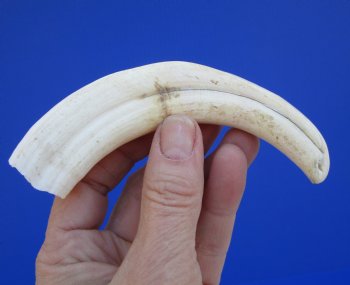 6 inches African Warthog Tusk, <font color=red> 3-3/4 inches Solid </font> for $19.99