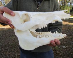 11 inches Authentic Georgia Wild Boar, Hog Skull - Buy this one for $69.99