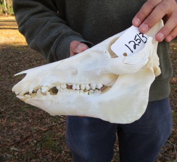 11 inches Authentic Georgia Wild Boar, Hog Skull - Buy this one for $69.99