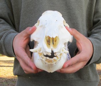 11 inches Authentic Georgia Wild Boar, Hog Skull - Buy this one for $69.99