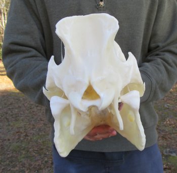 11 inches Authentic Georgia Wild Boar, Hog Skull - Buy this one for $69.99