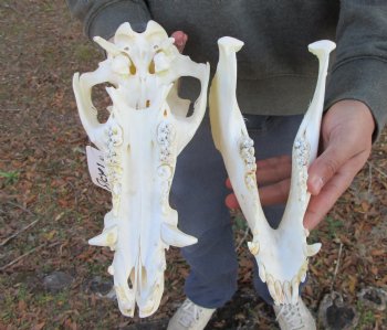 11 inches Authentic Georgia Wild Boar, Hog Skull - Buy this one for $69.99