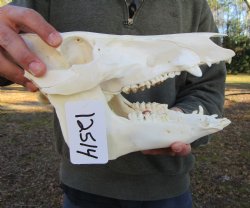 11-1/2 inches Authentic Georgia Wild Boar, Hog Skull - Buy this one for $69.99