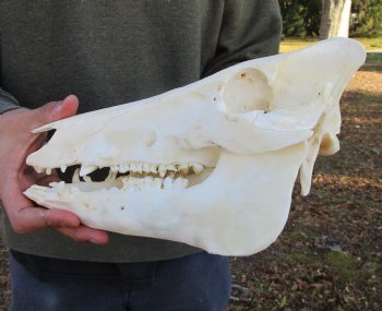 11-1/2 inches Authentic Georgia Wild Boar, Hog Skull - Buy this one for $69.99