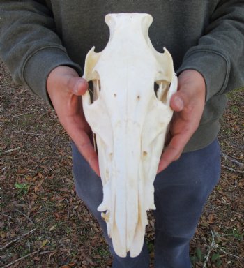 11-1/2 inches Authentic Georgia Wild Boar, Hog Skull - Buy this one for $69.99