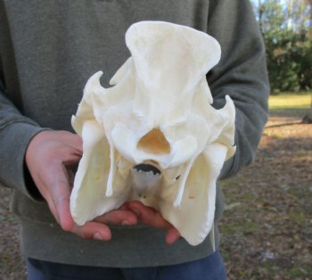 11-1/2 inches Authentic Georgia Wild Boar, Hog Skull - Buy this one for $69.99