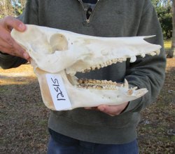 12-1/2 inches Authentic Georgia Wild Boar, Hog Skull <FONT COLOR=RED> Few Tiny Holes </font>- Buy this one for $59.99