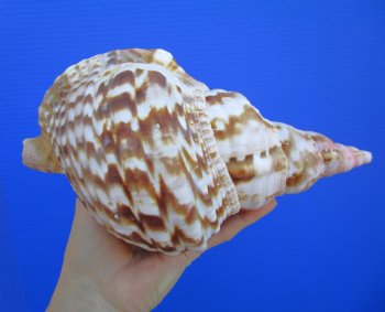 9-1/4 inches Atlantic Triton Trumpet Shell 