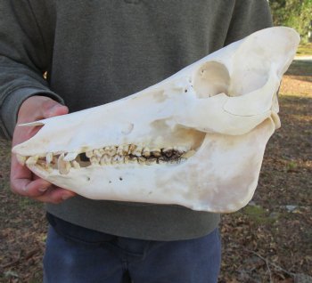 12-1/2 inches Authentic Georgia Wild Boar, Hog Skull <FONT COLOR=RED> Few Tiny Holes </font>- Buy this one for $59.99