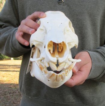 12-1/2 inches Authentic Georgia Wild Boar, Hog Skull <FONT COLOR=RED> Few Tiny Holes </font>- Buy this one for $59.99