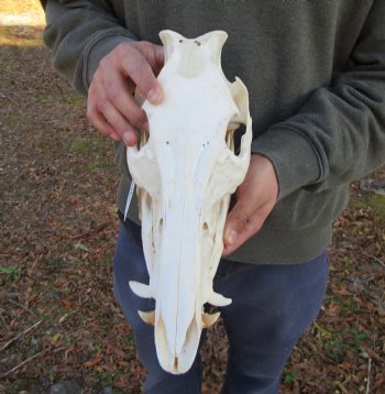 12-1/2 inches Authentic Georgia Wild Boar, Hog Skull <FONT COLOR=RED> Few Tiny Holes </font>- Buy this one for $59.99
