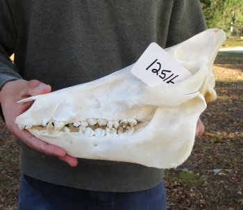 12-1/2 inches Authentic Georgia Wild Boar, Hog Skull - Buy this one for $69.99