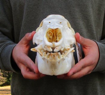 12-1/2 inches Authentic Georgia Wild Boar, Hog Skull - Buy this one for $69.99