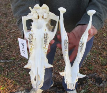 12-1/2 inches Authentic Georgia Wild Boar, Hog Skull - Buy this one for $69.99