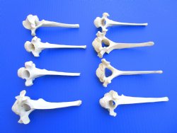 Eight (8)) Extra Large Wild Boar Vertebrae Bones 5-1/2 to 6 inches - Buy these for $3.15 each