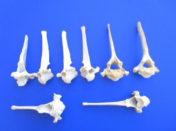 Eight (8)) Extra Large Wild Boar Vertebrae Bones 5-1/2 to 6 inches - Buy these for $3.15 each