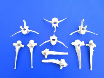 10 Extra Large Wild Boar Vertebrae Bones 5-1/2 to 6 inches - Buy these for $3.15 each