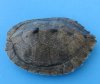 3 to 4-7/8 inches long  Empty Map Turtle Shell for Sale, Empty Shell ready for use in crafts - Pack of 1 @ $13.99