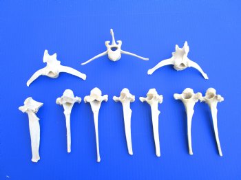 10 Extra Large Wild Boar Vertebrae Bones 5-1/2 to 6 inches - Buy these for $3.15 each
