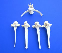 Five (5) Extra Large Wild Boar Vertebrae Bones 5-1/2 to 6 inches - Buy these for $3.15 each
