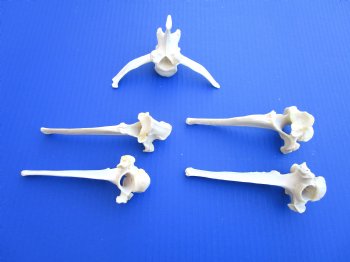 Five (5) Extra Large Wild Boar Vertebrae Bones 5-1/2 to 6 inches - Buy these for $3.15 each
