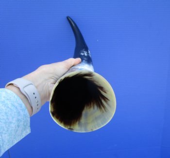 19-7/8 inches Polished Cow Horn with Black, White, Tan and Gray - Buy this one for $39.99