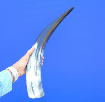 19-7/8 inches Polished Cow Horn with Black, White, Tan and Gray - Buy this one for $39.99