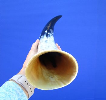 20-1/2 inches Polished Cattle Horn, with Black and White - Buy this one for $39.99
