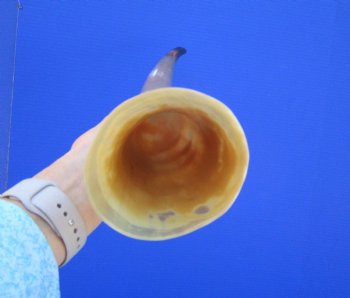 21-1/2 inches Polished Cattle Horn, Tan, White and Black - Buy this one for $39.99