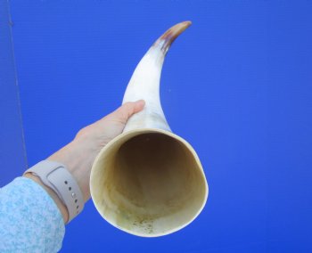 21-1/2 inches Polished Cattle Horn, with Tan, White and Golden Brown - Buy this one for $39.99
