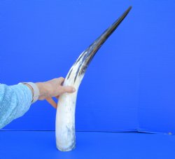 23-1/2 inches Polished Cow Horn, Black, White, Tan and Gray - Buy this one for $39.99