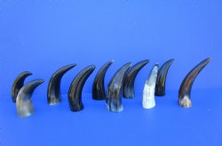 Ten Polished Cow Horns 5-3/4 to 7-3/4 Inches for $3.60 each