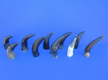 Ten Polished Cow Horns 5-3/4 to 7-3/4 Inches for $3.60 each
