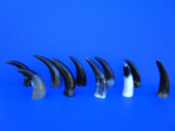Ten Polished Cow Horns 5-3/4 to 7-3/4 Inches for $3.60 each