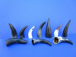 Ten Polished Cow Horns 5-1/2 to 7-1/2 Inches for $3.60 each