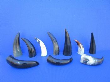 Ten Polished Cow Horns 5-1/2 to 7-1/2 Inches for $3.60 each