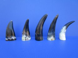 Five Polished Cow Horns 5 to 7 Inches for $4 each
