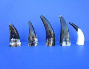 Five Polished Cow Horns 5 to 7 Inches for $4 each
