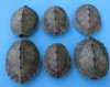 3 to 5 inches <font color=red>Wholesale</font> Small Map Turtle Shells for Sale - Case of  18 @ 5.40 each