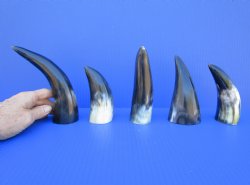 Five Polished Cattle Horns 5 to 8 Inches for $4 each