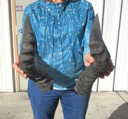 Two Red Hartebeest Horns, 19 and 19-1/2 inches (1 Right, 1 Left) - Buy these for $15 each