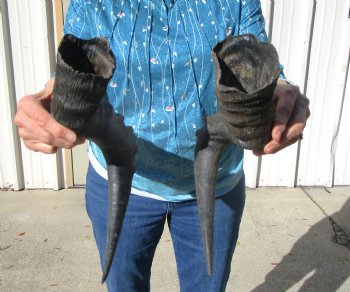 Two Red Hartebeest Horns, 19 and 19-1/2 inches (1 Right, 1 Left) - Buy these for $15 each