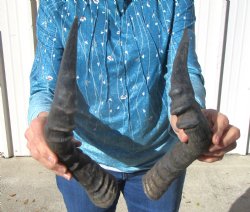 Two Red Hartebeest Horns, 16 and 15-3/4 inches (1 Right, 1 Left) - Buy these for $15 each