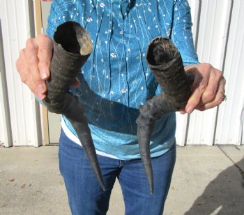 Two Red Hartebeest Horns, 16 and 15-3/4 inches (1 Right, 1 Left) - Buy these for $15 each